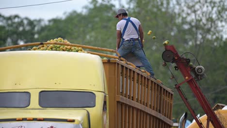 oranges-on-the-baler-belt-filling-a-yellow-truck