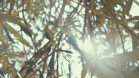 olive tree sunlight dreamy shining leaves