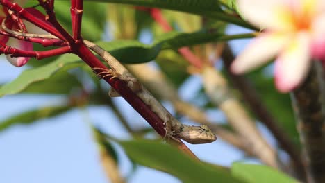 un lagarto asciende a lo largo de una rama floral vibrante.