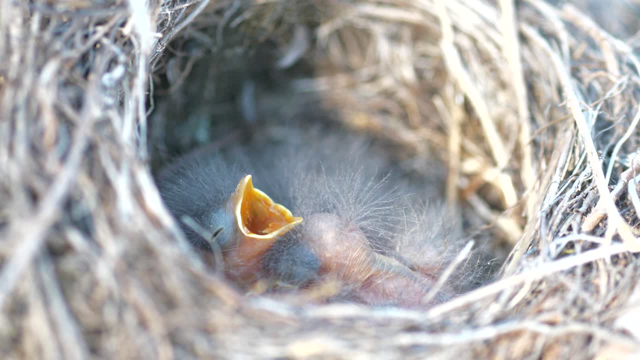 Close-up of newborn white wagtail bird opening beak in round nest