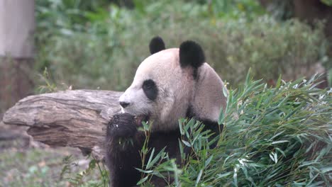 Famous-giant-panda-living-in-the-zoo-wildlife-sanctuary-eating-bamboo-leaves