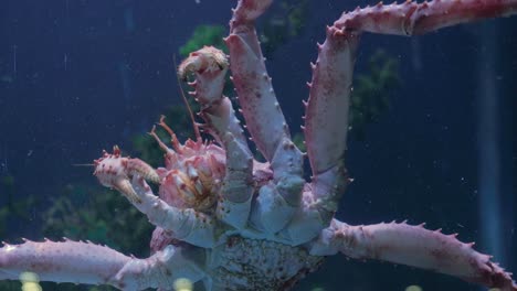 CLOSE-UP-King-crab-moving-and-touching-glass-of-seafood-tank-on-display