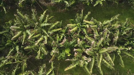 Banana-Tropical-Fruit-Plantation,-Revealing-Aerial-Top-View,-Pattern