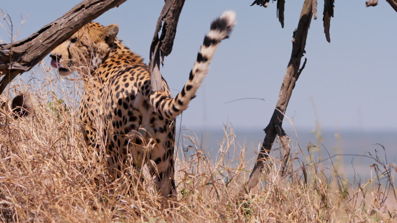 Inquadratura ampia di un ghepardo che scruta la savana prima di sdraiarsi