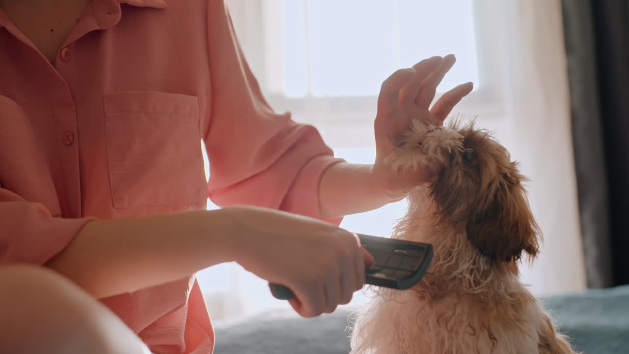 Gentle Grooming Session With Careful Puppy Handling, Woman Gently Grooming And Tending To Playful Puppy With Kindness, Closeup Of Woman Softly Brushing And Tenderly Caring For Young Puppy
