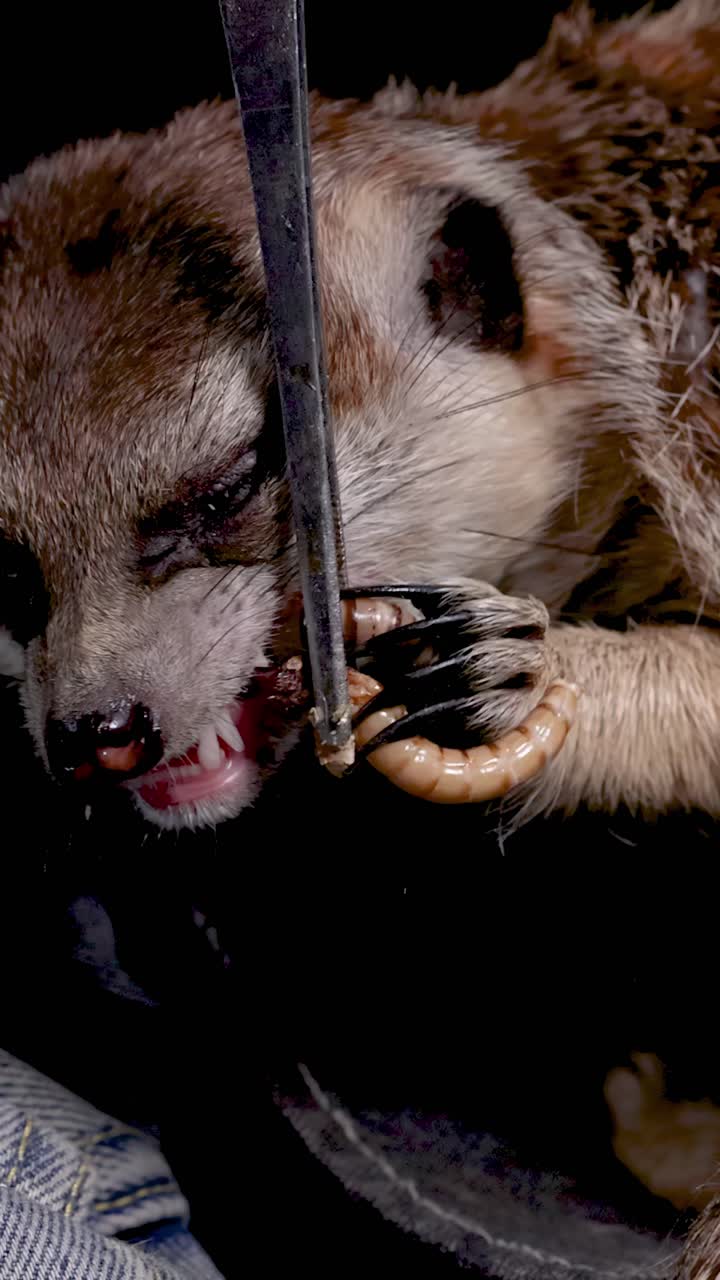 Una suricata toma un gusano de la harina de unas pinzas metálicas sostenidas por una persona en primer plano.