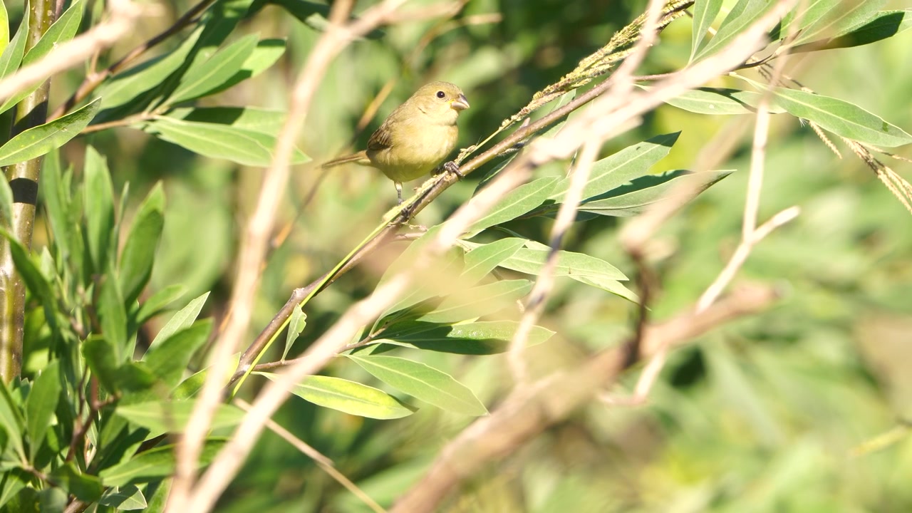 Un sporophile à col double femelle (Sporophila caerulescens) perché sur une branche et cherchant activement de la nourriture parmi le feuillage, picorant ce qu'il trouve sur la plante. Habitat naturel et son ambiant de la faune.