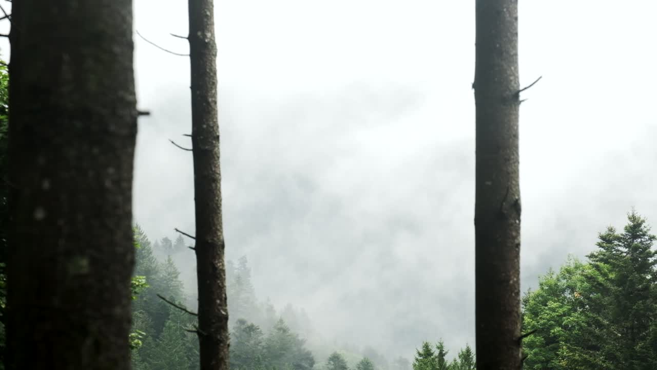 Pedestal move along a conifer trunk of an ethereal moody mountain forest covered in mystic clouds and fog