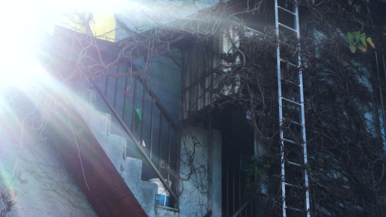 덩굴과 잎으로 덮인 3층짜리 일본식 주택