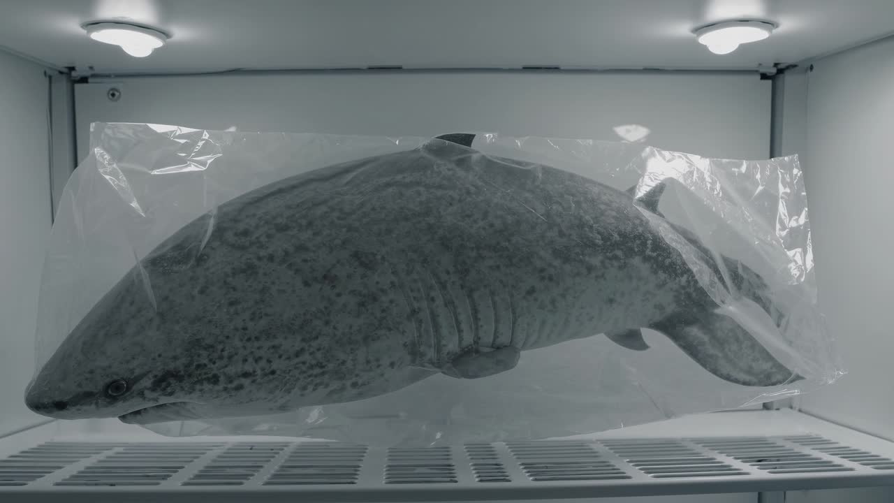 Shark in a plastic bag, inside a refrigerator