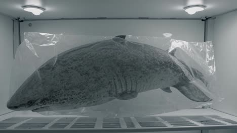 shark in a plastic bag, inside a refrigerator