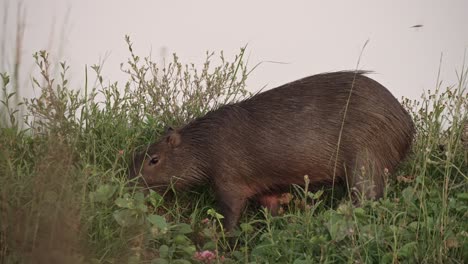 capybara feeding on dense wild grasses and flowering plants against pale backdrop, ibera wetlands, corrientes, argentina