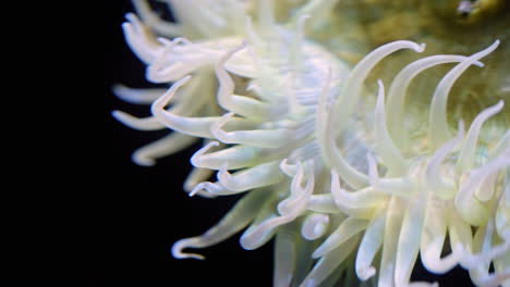 white sea anemone in monterey bay aquarium in monterey, california