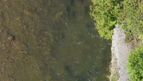 salmon swimming upstream in a river with splashing water, captured from an aerial view