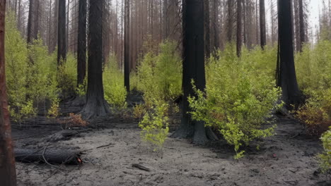 forest regeneration after wildfire