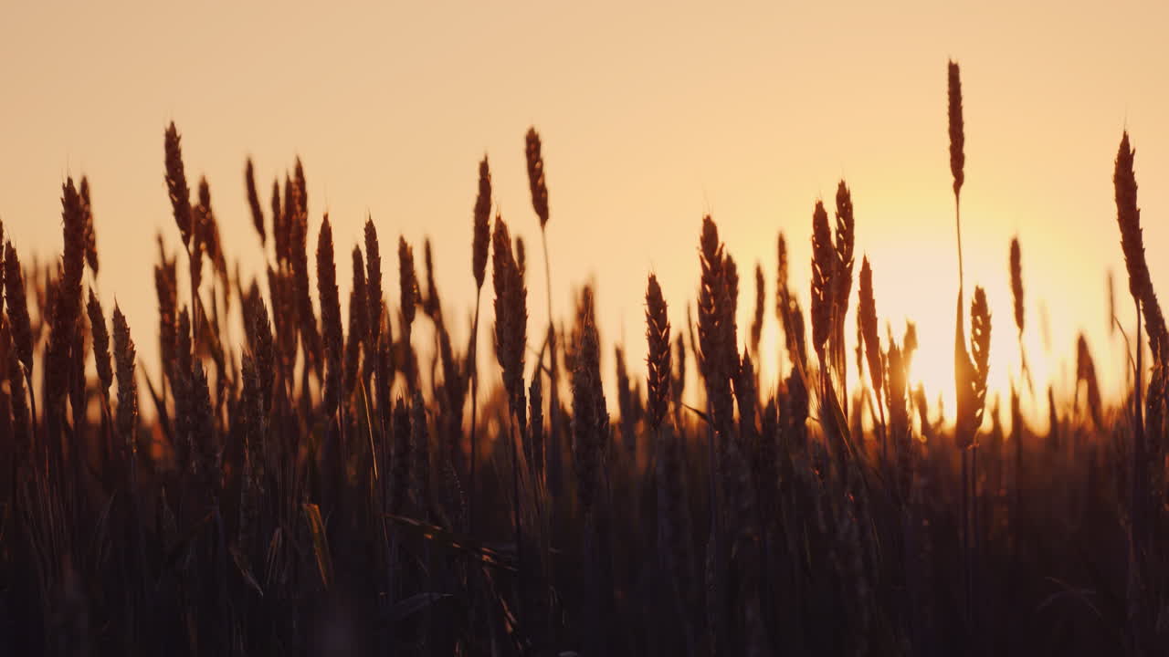 hvedeørner svinger i solnedgangens stråler økologisk landbrug 4k slow motion video