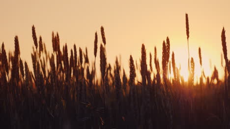 Weizenähren-Wiegen-Sich-In-Den-Strahlen-Der-Untergehenden-Sonne-Biolandbau-4k-Zeitlupenvideo