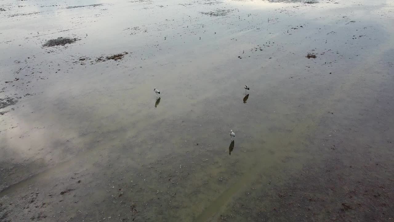 세 마리의 흰 황새가 서서 논에서 먹이를 먹고 있다