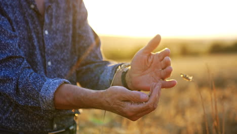 old farmer's hands rubbing the grains of wheat. close up. ripe field at sunset at backdrop