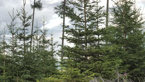 tilting shot of deep forest natural growing trees from the ground going upwards