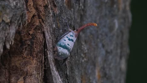visto moviéndose de lado a la derecha en la corteza del árbol como se ve en el bosque, insecto linterna pirops ducalis, parque nacional khao yai, tailandia