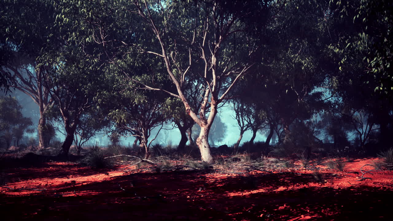 Mystical majesty a majestic eucalyptus grove embraces an open field