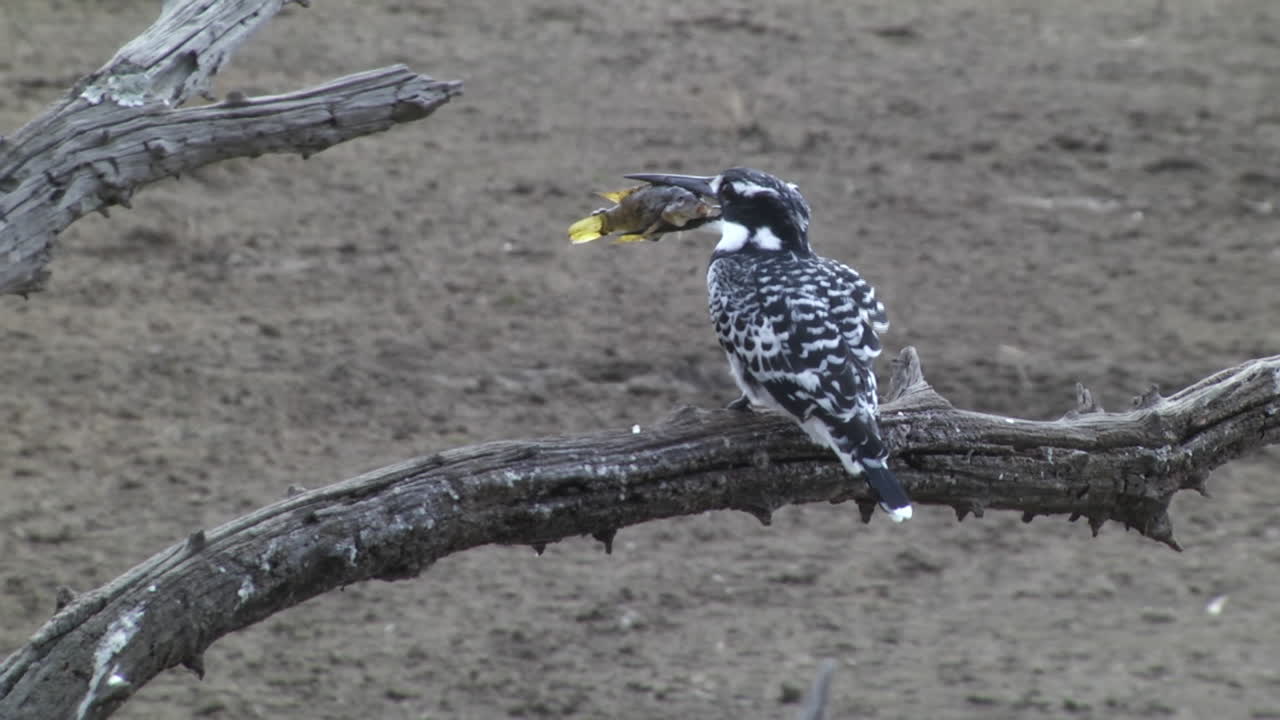 Close up shot of african bird eating fresh fish after catch from the lake