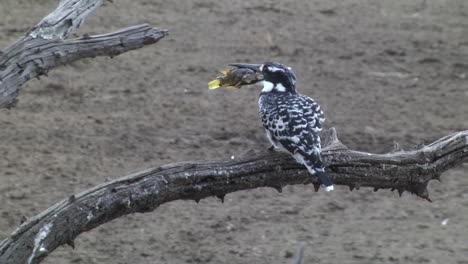 Close up shot of african bird eating fresh fish after catch from the lake