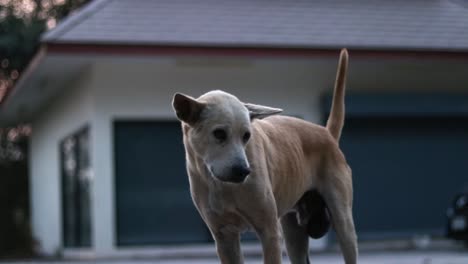 a tripod shot of a crossbreed light dog that is standing on a street, looks around and starts to scratch his face around the eye and does it twice