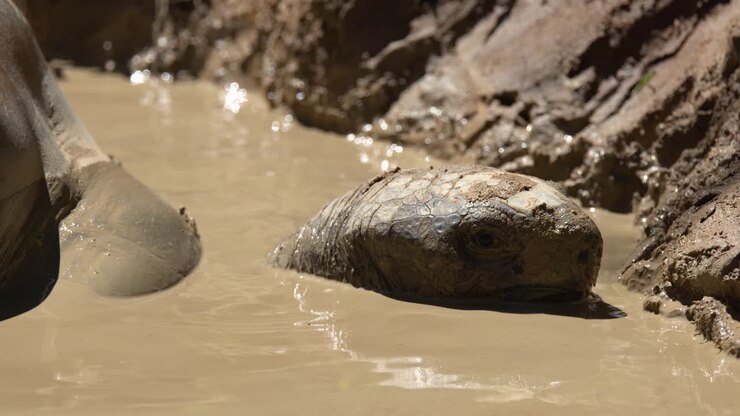 Close-up shot of an Aldabra giant tortoise resting its head in a thick mud puddle