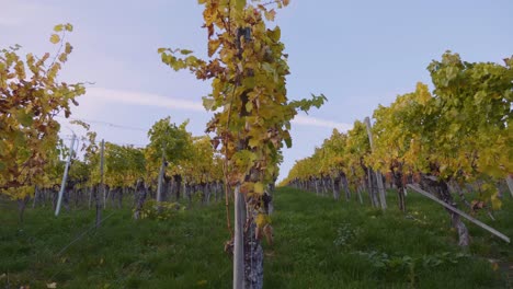 walking sideways alongside big colourful vineyard and grapevines during autumn in bordeaux, france in 4k