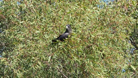 Ein-Weiblicher-Rotschwänziger-Schwarzer-Waldkakadu,-Der-In-Einem-Jarrah-Baum-Füttert