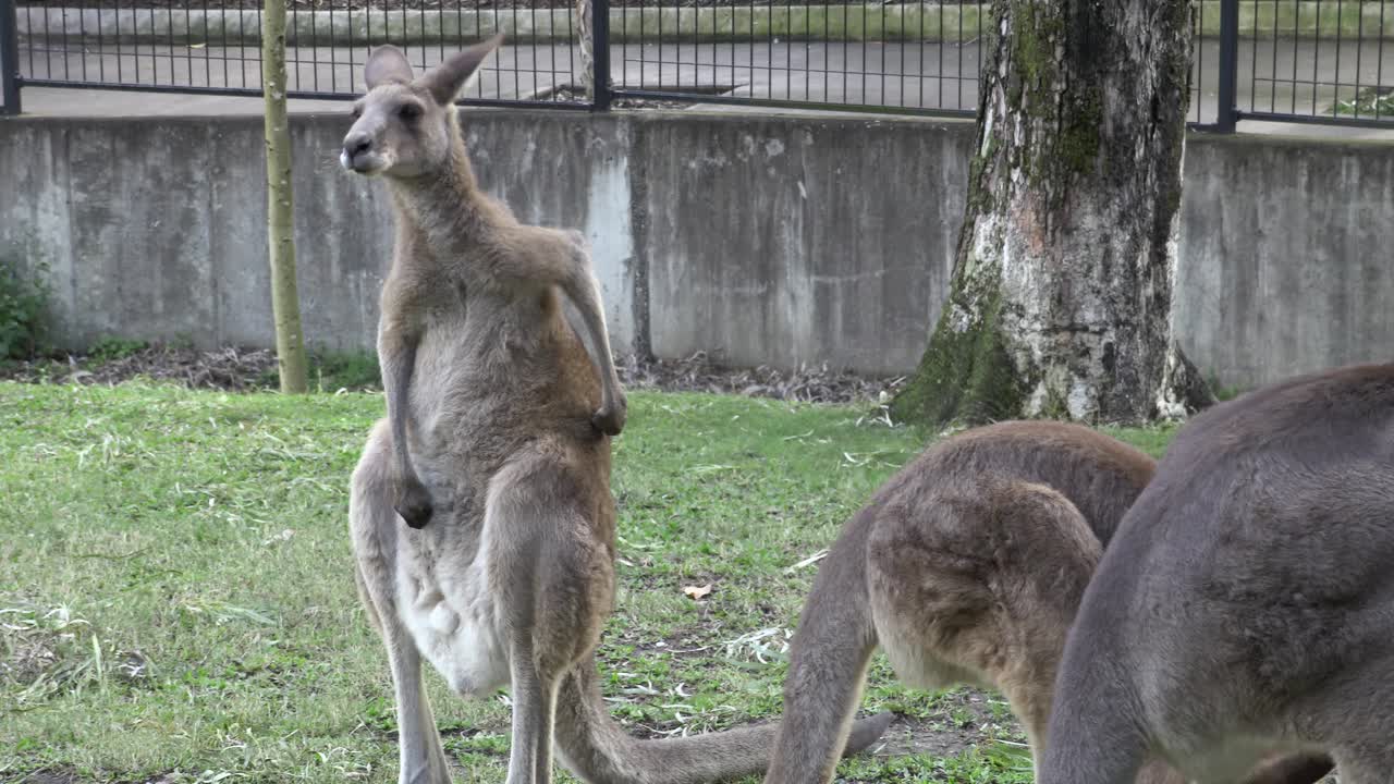 canguro australiano en cautiverio. rascarse la espalda