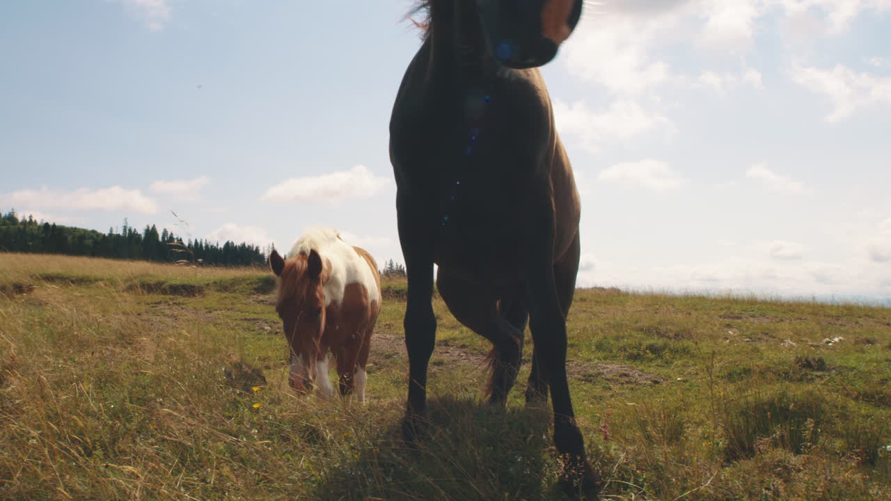 Horses in a Mountain Meadow