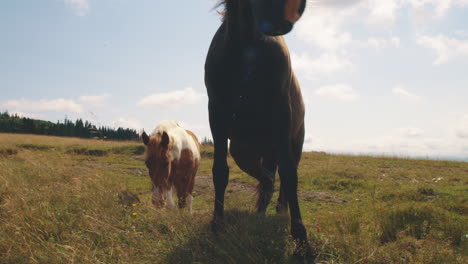 horses in a mountain meadow