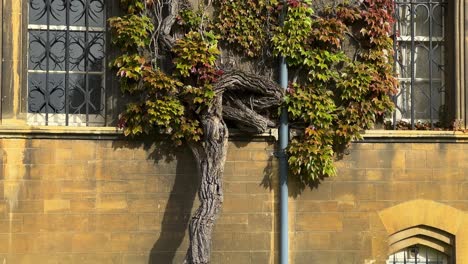 growing ivy foliage at the walls of christ church college in oxford university, england