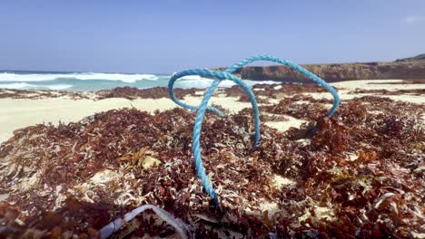 cuerda, algas y basura a lo largo de la costa de aruba