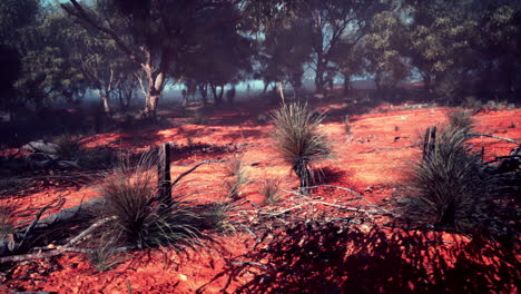 red dirt field with trees and bushes