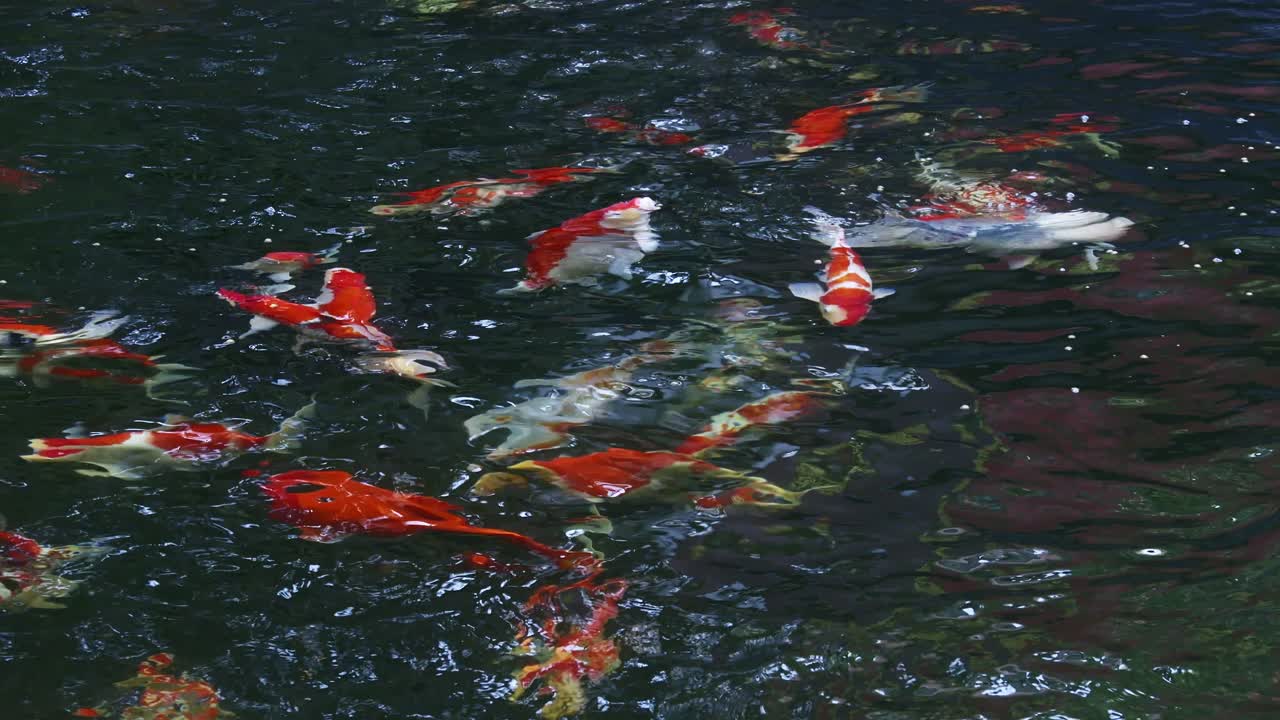 A vibrant display of koi fish gliding through a peaceful pond showcasing nature's beauty
