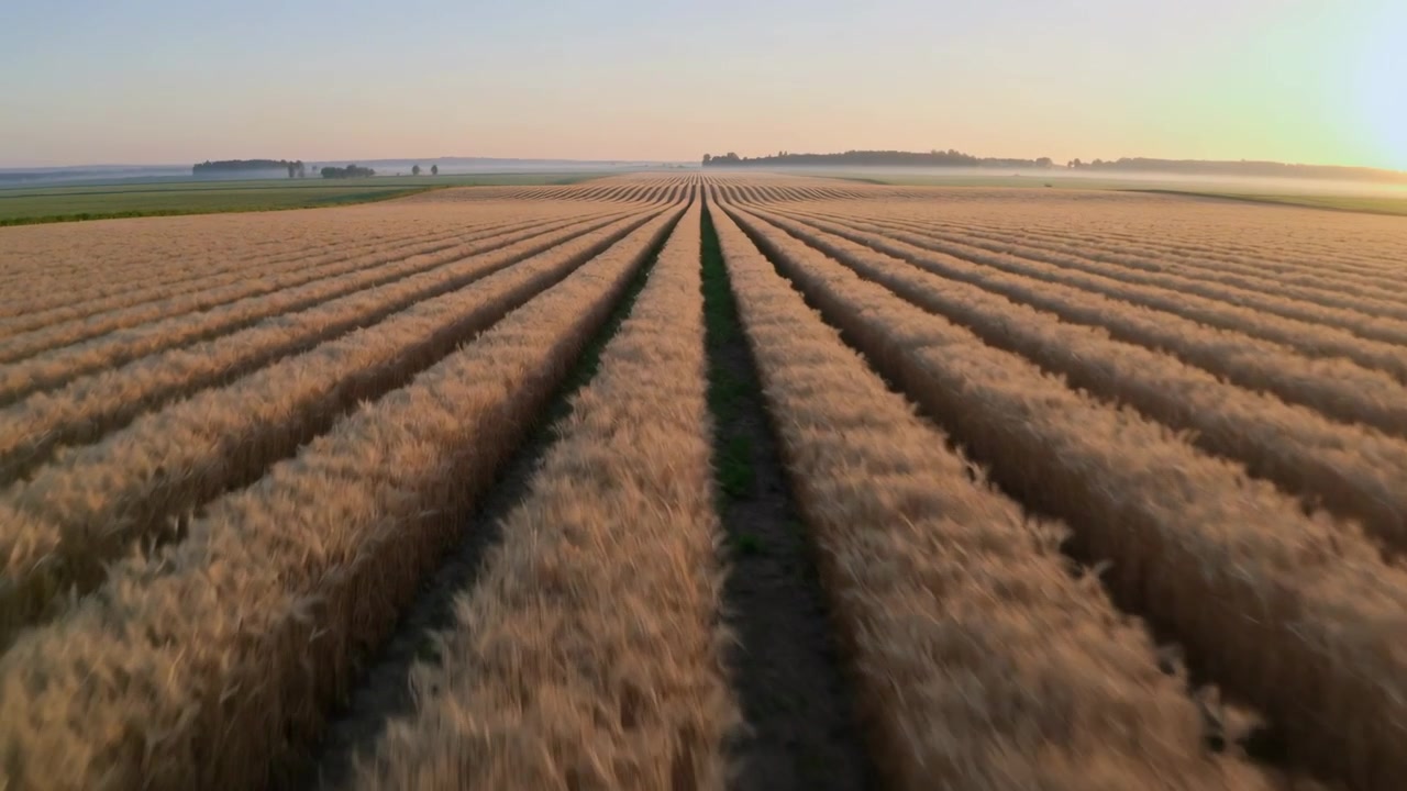 Launching drone capturing low forward motion over farm crop rows, revealing mature golden grain