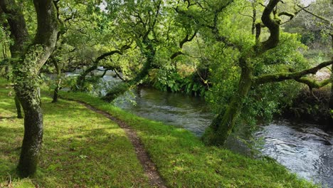rio baio en el verde y exuberante bosque caminata en la coruna, españa
