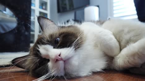 mom and children- ragdoll mom resting when kittens playing on her