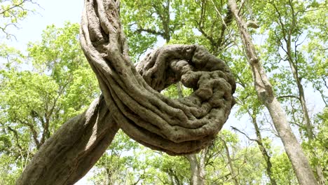 incredible twisted tree in the rainforast of national park chitwan, nepal.