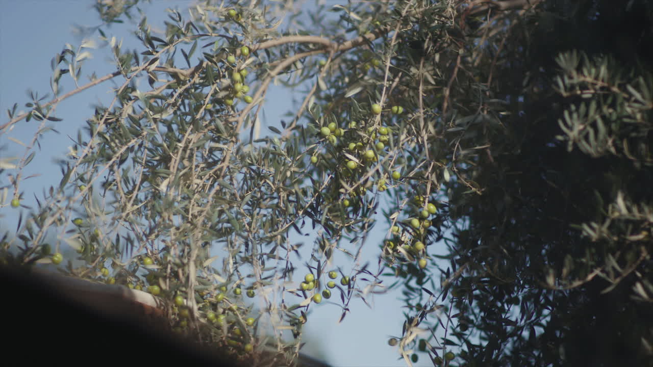 Olive tree with green olives
