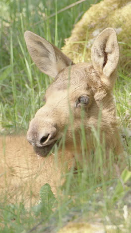 european elk calf chilling on summers day lying down in grassy meadow, vertical
