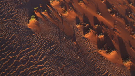 aerial view above gemsbok walking over the namib desert, sunset in namibia - top down, drone shot