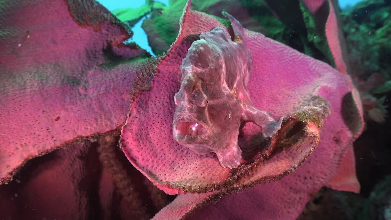 코끼리 귀 산호 위에 앉아 있는 분홍색 거대 개구리 물고기가 입을 완전히 뻗고 있습니다.