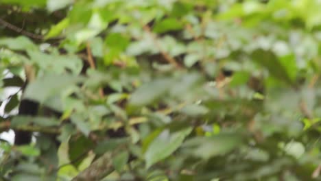 A-capuchin-monkey-gazes-around-as-it-climbs-a-single-limb-in-a-tree,-side-following-shot