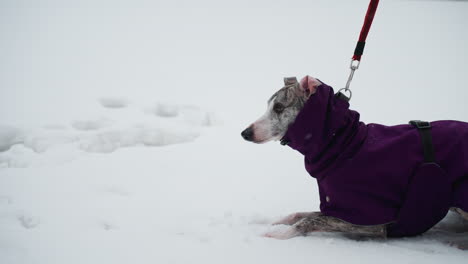greyhound wearing purple coat lying on snow-covered ground during cold winter walk, attached to red leash, alert and focused, surrounded by soft white snow, capturing peaceful frozen outdoor atmosphere