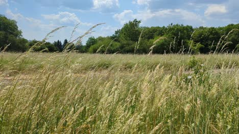un campo de hierba alta con unos pocos árboles en el fondo